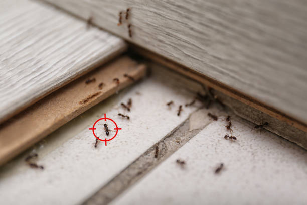 Best Cockroach Control Services  in Barron, WI