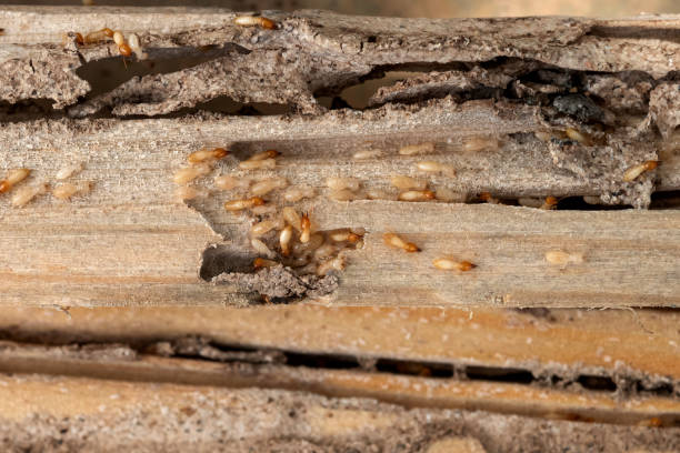 Best Best Pest Control Companies  in Barron, WI